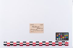 Etikett zu Bronzemehrkopfnadel (NHMW-PRAE-003416)